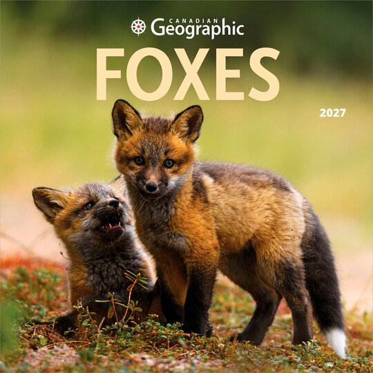 Wyman Publishing; Canadian Geographic Foxes OFFICIAL | 2027 12 x 24 Inch (Hanging) Monthly Square Wall Calendar; Category:Wall Calendars; Image:1